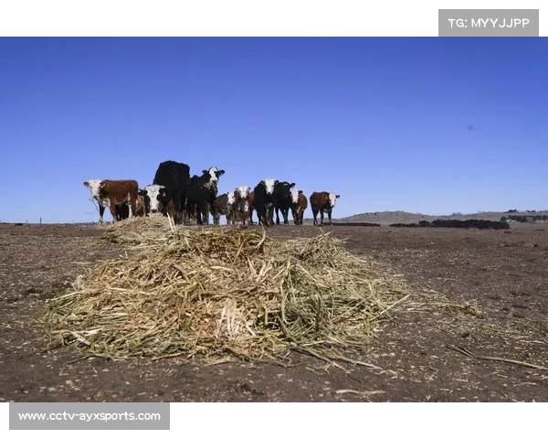 澳大利亚队因干旱转用人工造浪训练 克服户外困难 澳大利亚队因干旱转用人工造浪训练 克服户外困难